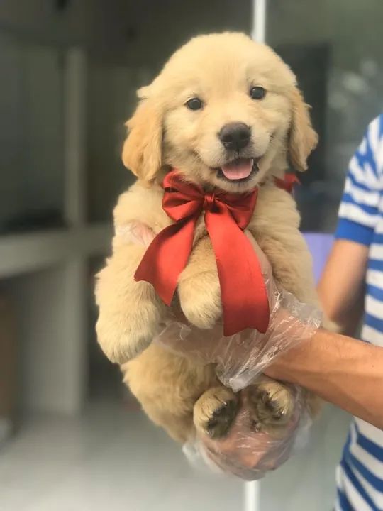 Golden Retriever - Macho dourado lindo e saudável com pedigree - Somos loja física e canil
