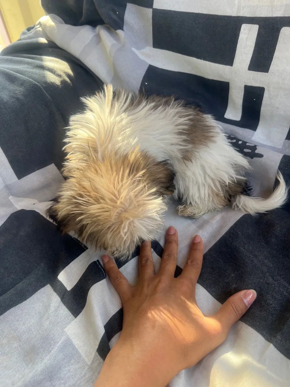 Filhote de Shih Tzu adorável e fofo - Foto 2