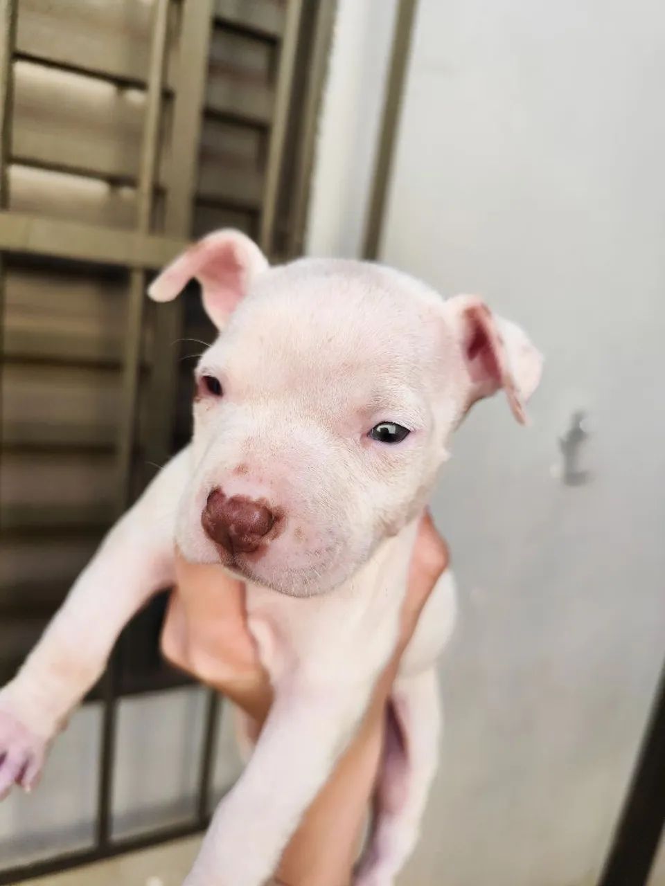 Filhotes Fêmeas de Pitbull Red Nose - Foto 6