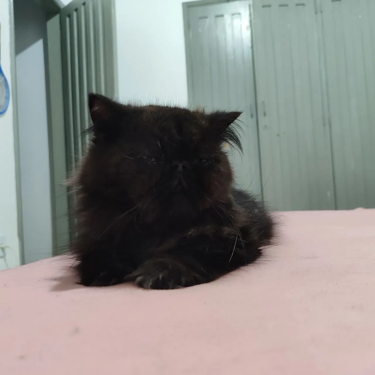 Gato persa padrão show 