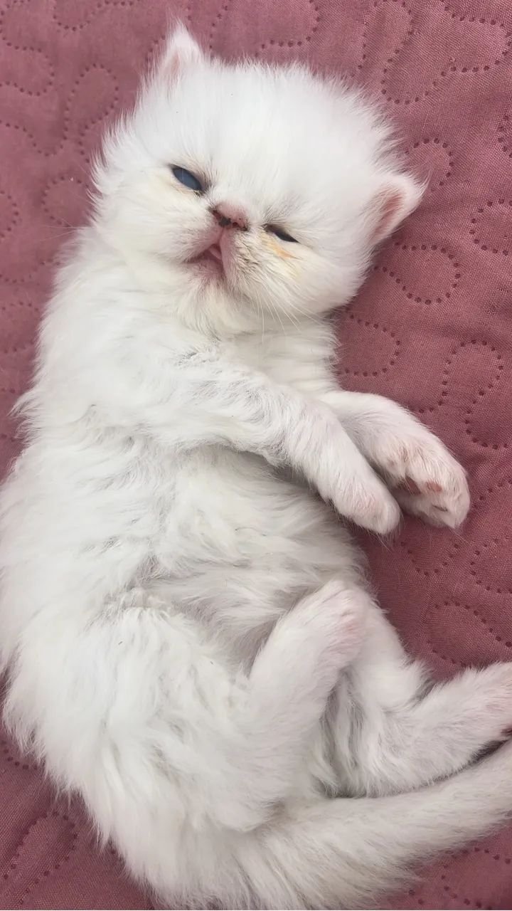 Gatinho Persa  - Foto 3