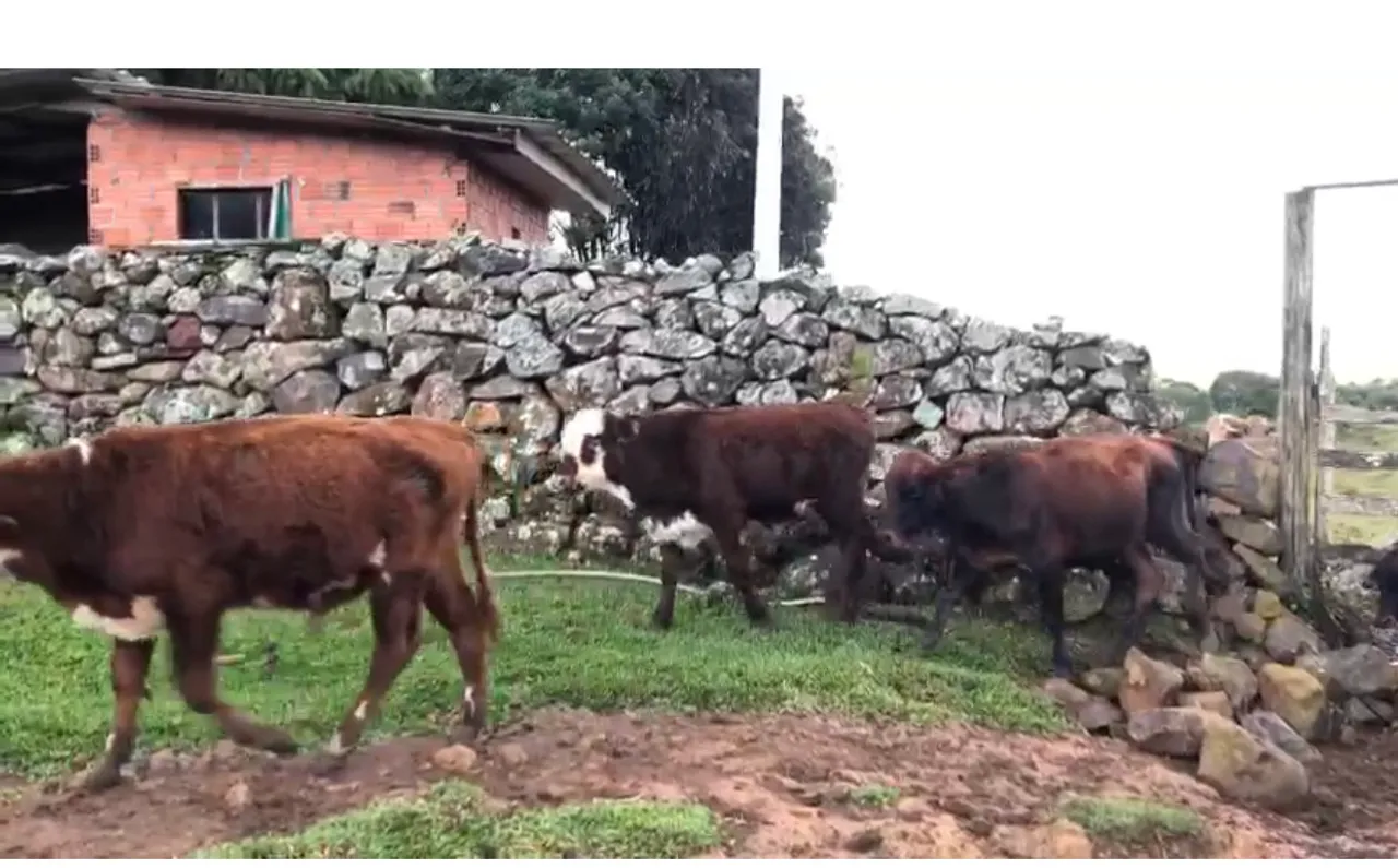 Terneiros d marca