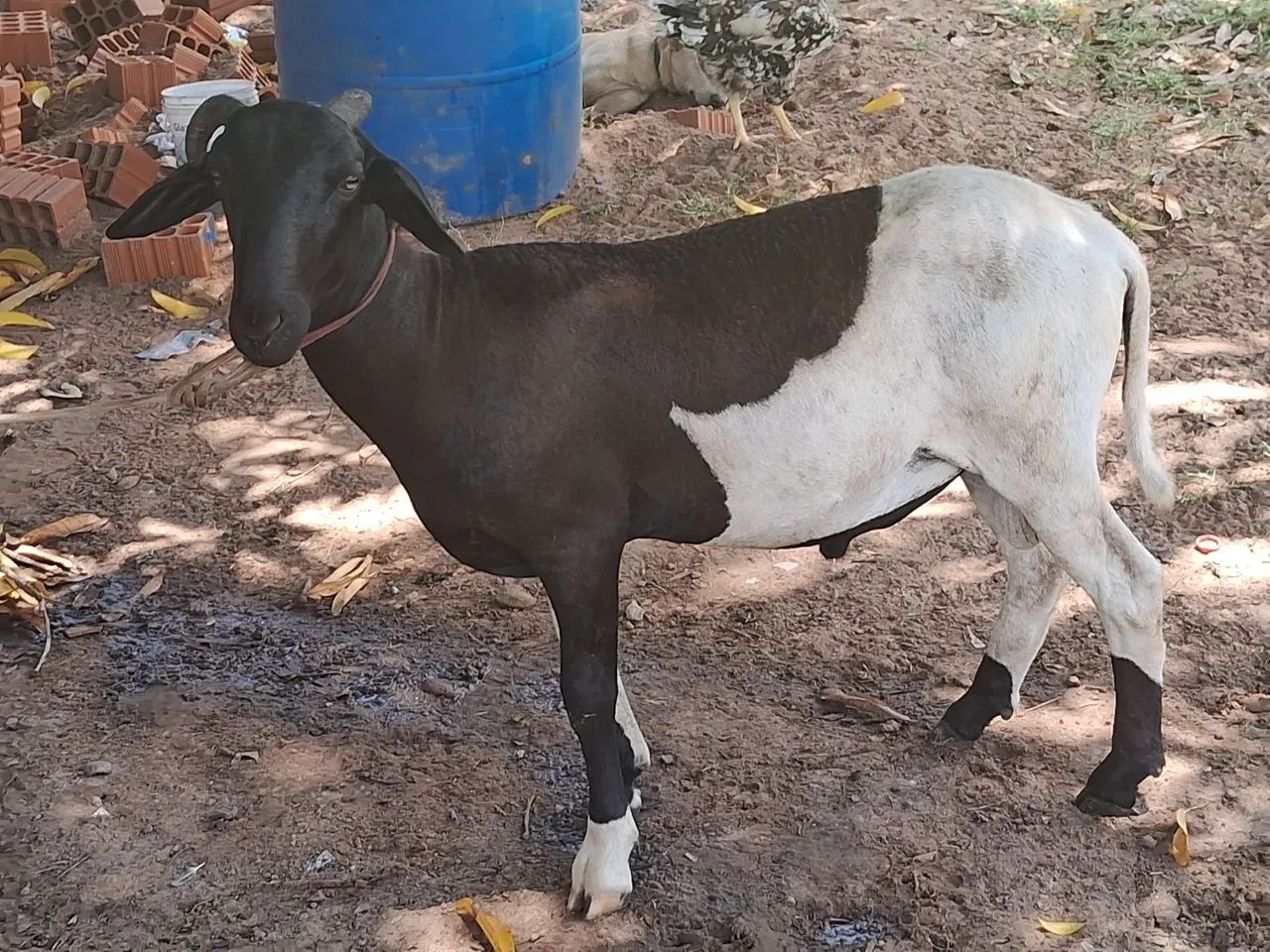 Carneiro ótimo reprodutor  - Foto 4