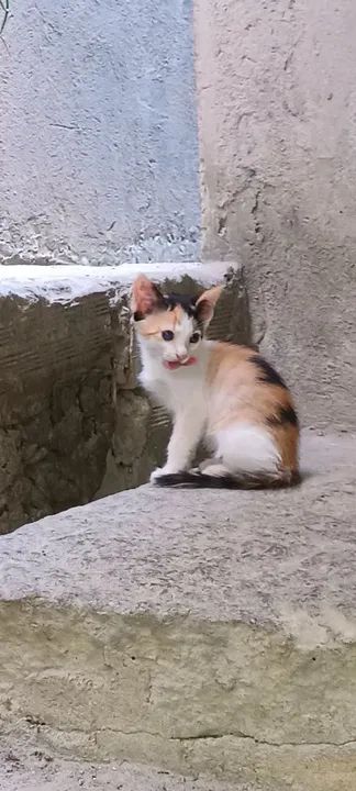 Gatos para doação  - Foto 3