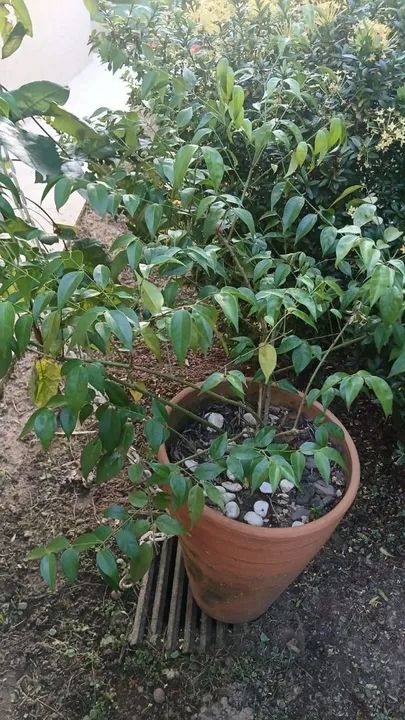 Diversas plantas - Foto 4