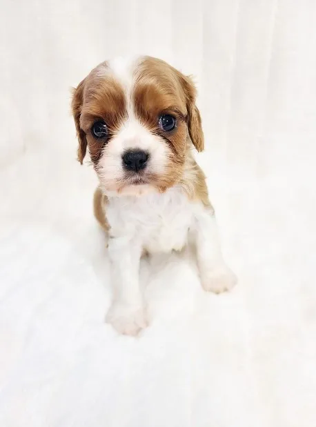 Cavalier King Spaniel Fêmea Mini - Com pedigree e microchip
