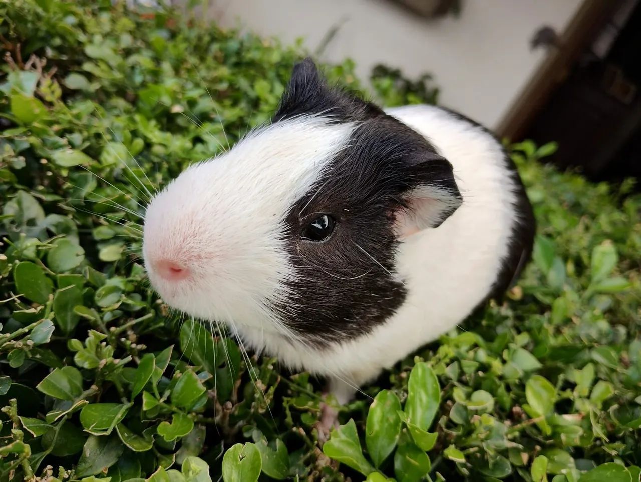 Porquinho da índia disponível  - Foto 3