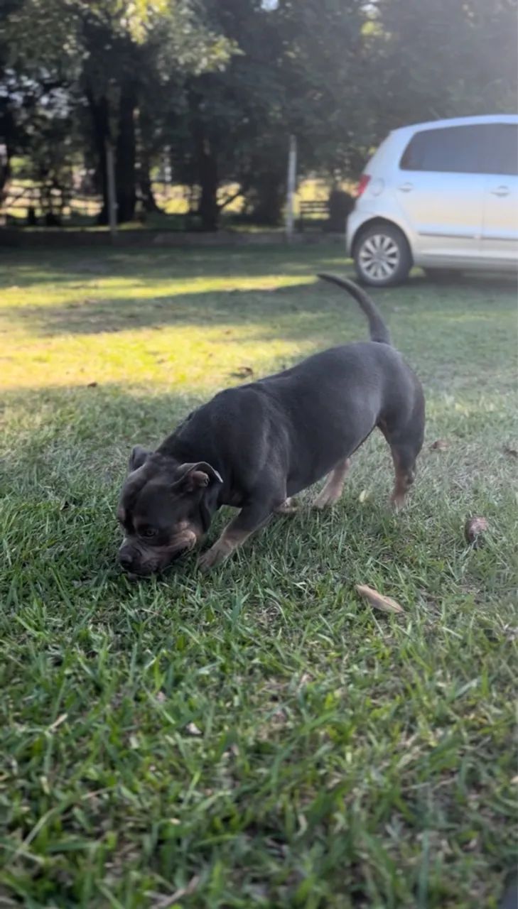 Filhote de American bully 
