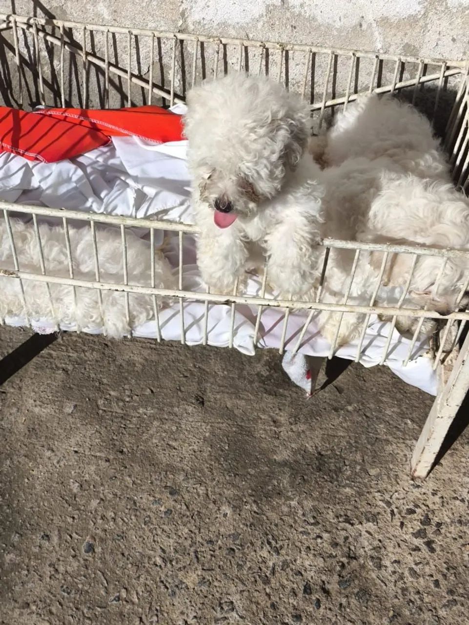 Cachorro de raça Poodle