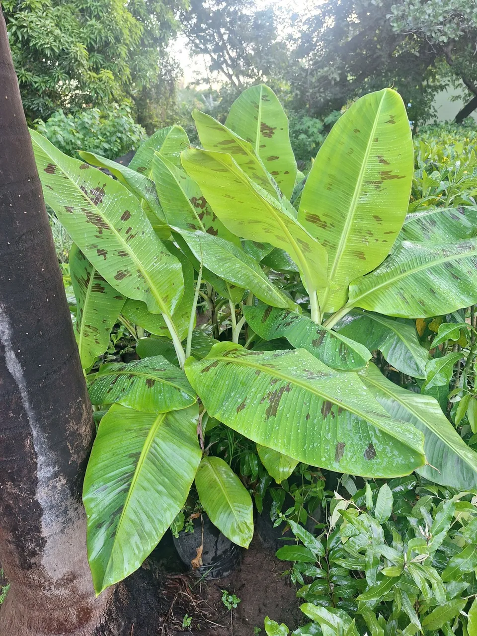 Banana nanica