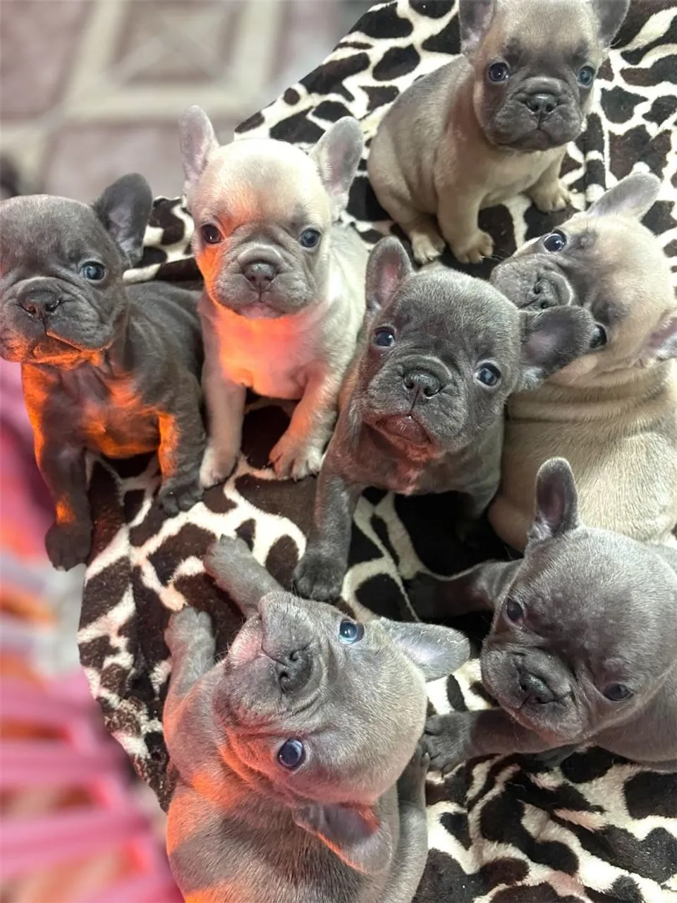 Filhotes de Bulldog Francês PRONTA ENTREGA COM PEDIGREE