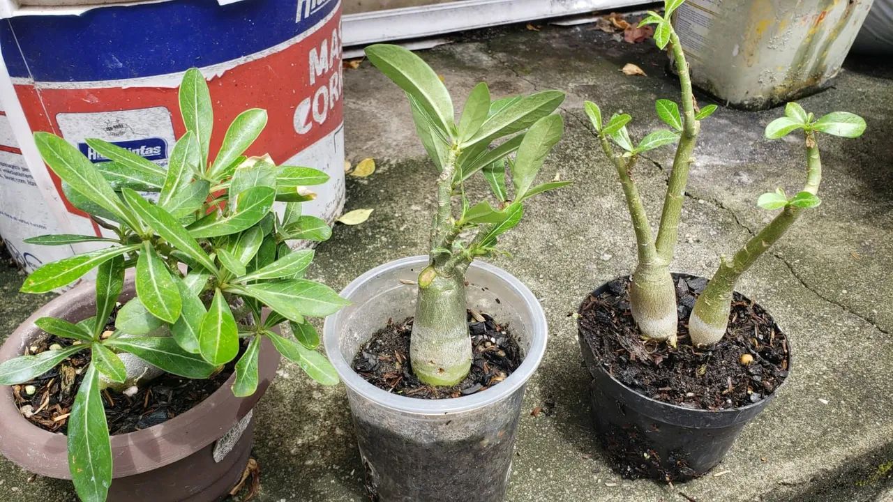 Arabicum de 10 e de 20 reais