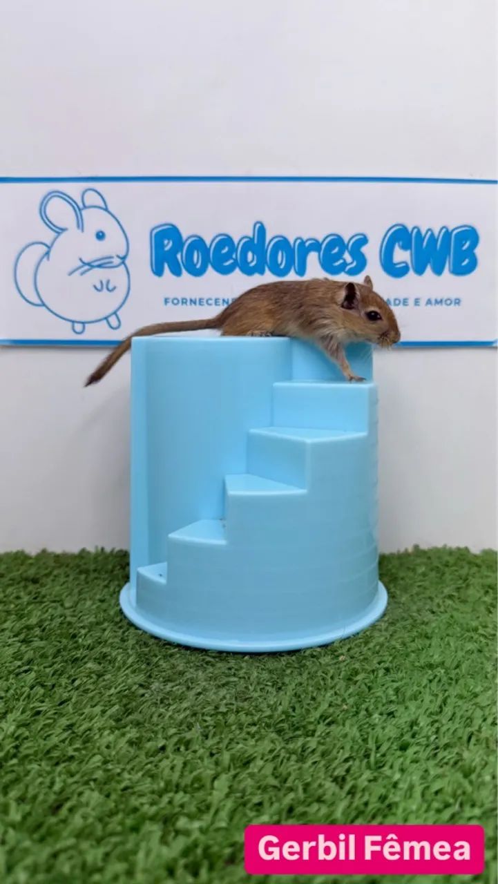 Gerbil/Esquilo da Mongólia (Roedores CWB)  - Foto 4
