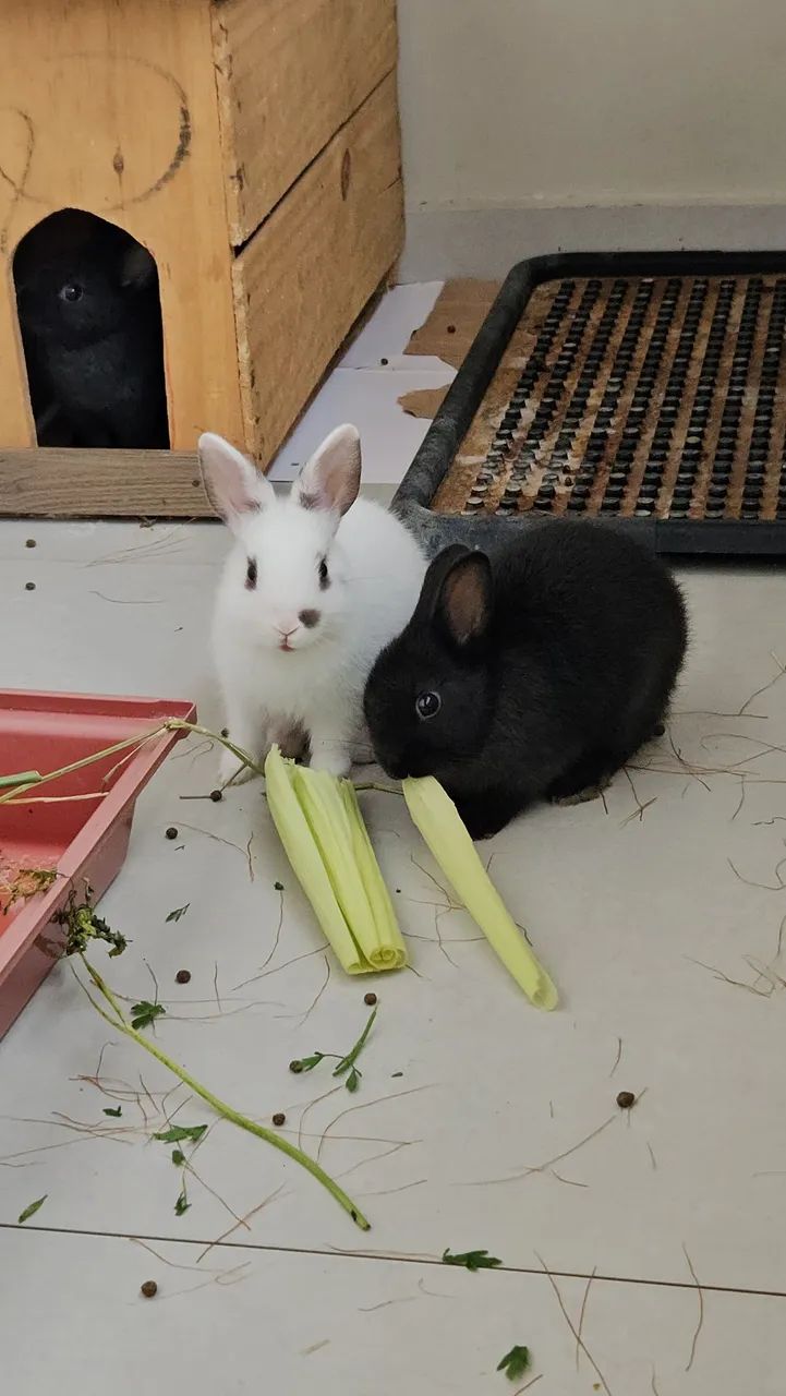 Coelho Anao em Santo André  - Foto 4