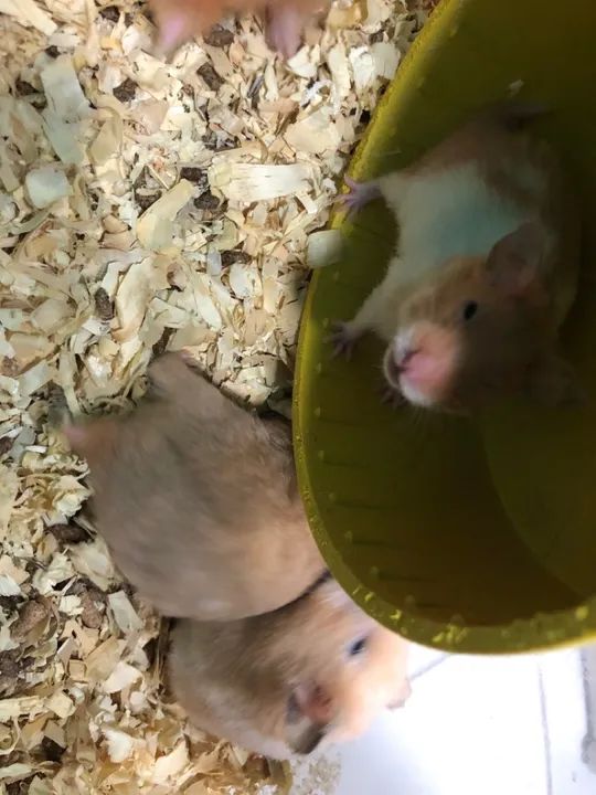 Hamster sírio ( fazemos entrega) - Foto 3
