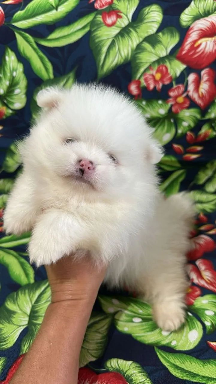 Spitz Alemão Anão Macho Disponível!! Lindo Ursinho. - Foto 3