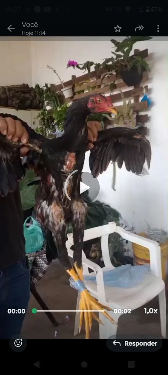 Galo de índio gigante -