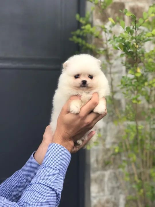 Spitz Alemão os mais saudaveis e legetimos pacotinhos de amor - Foto 4