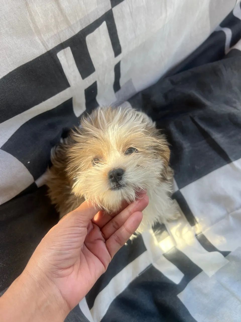 Filhote de Shih Tzu adorável e fofo