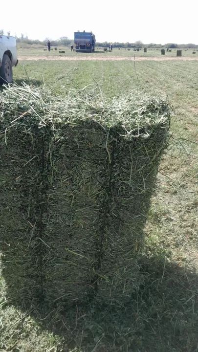 Alfafa para cavalos de alto rendimento  - Foto 3