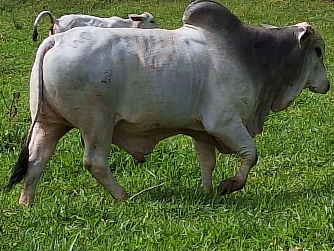 Touro Brahma - Foto 4