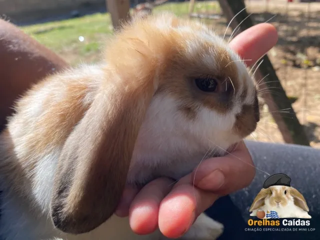 Filhote de Mini Lop