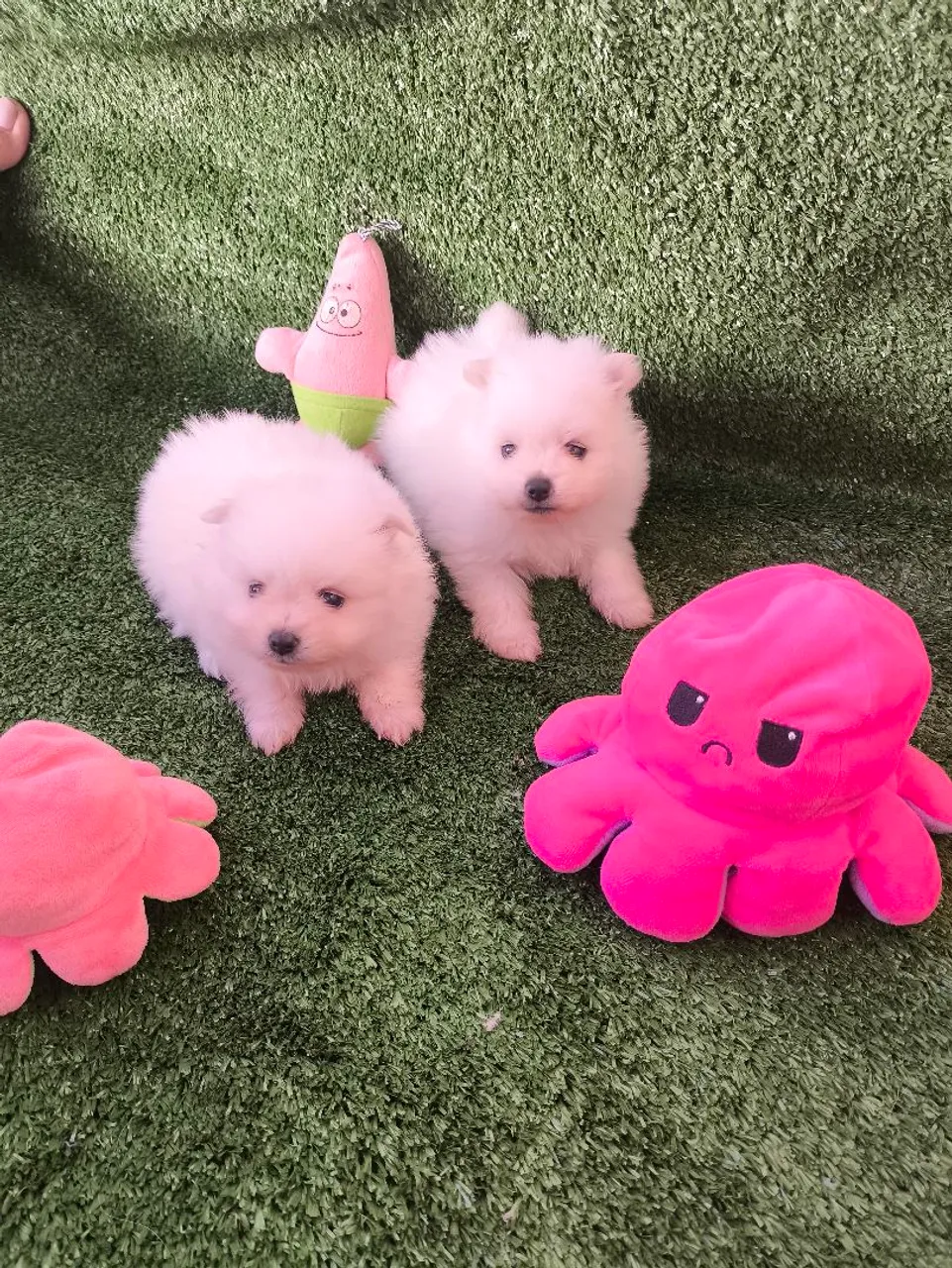 Lindos filhotes de Lulu da Pomerânia pedigree CBKC