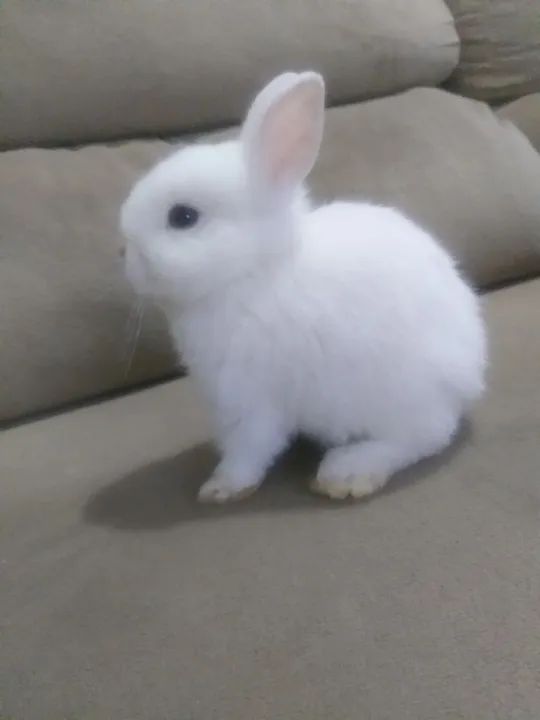 Coelhinho branco fofinho para adoção