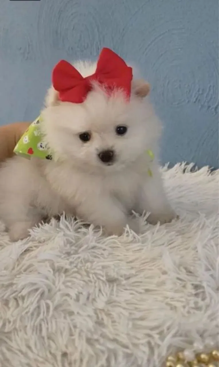 Spitz Alemão filhotes | Diversas cores, anão