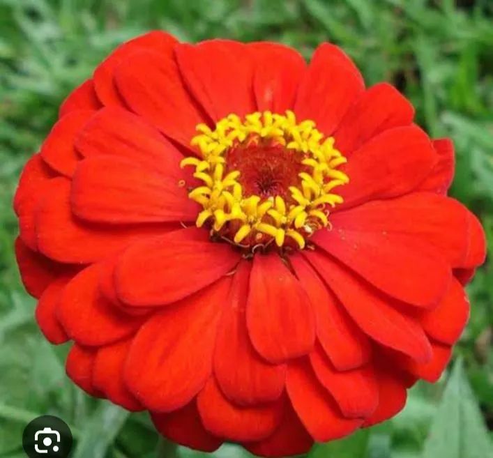 Zínias Vermelhas -SEMENTES DE  Flores Lindas e Vibrantes - Foto 2