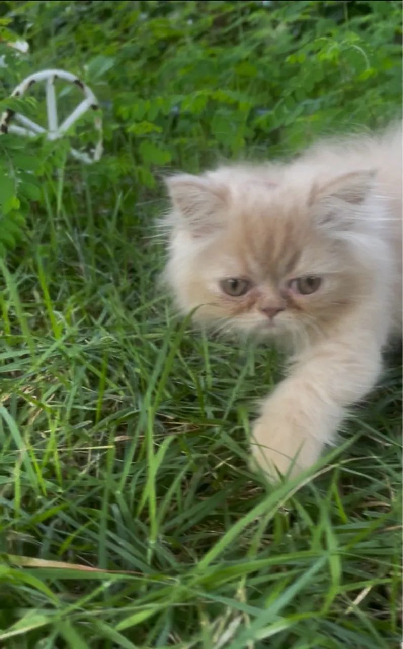 Linda gatinha persa 60 dias valor $1100  contato *49 