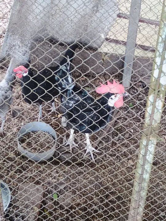 Galinhas ornamentais