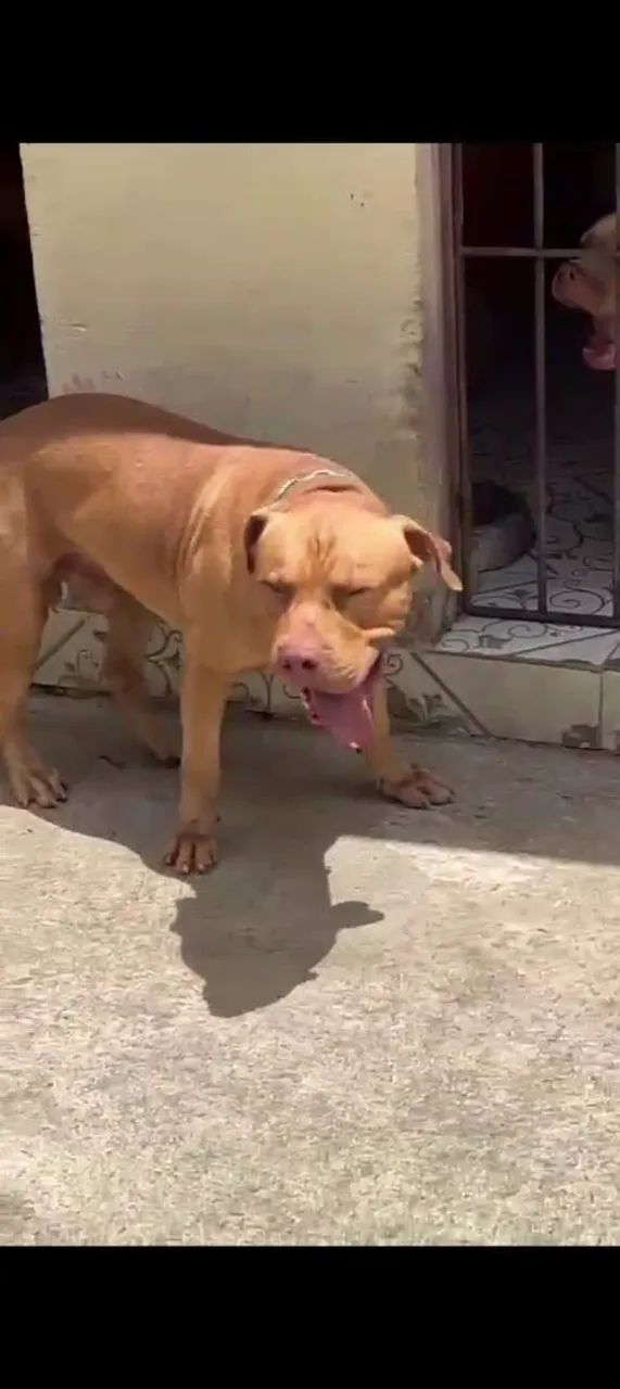 Filhotes de Pit Bull pra vender logo 1000 rs - Foto 4