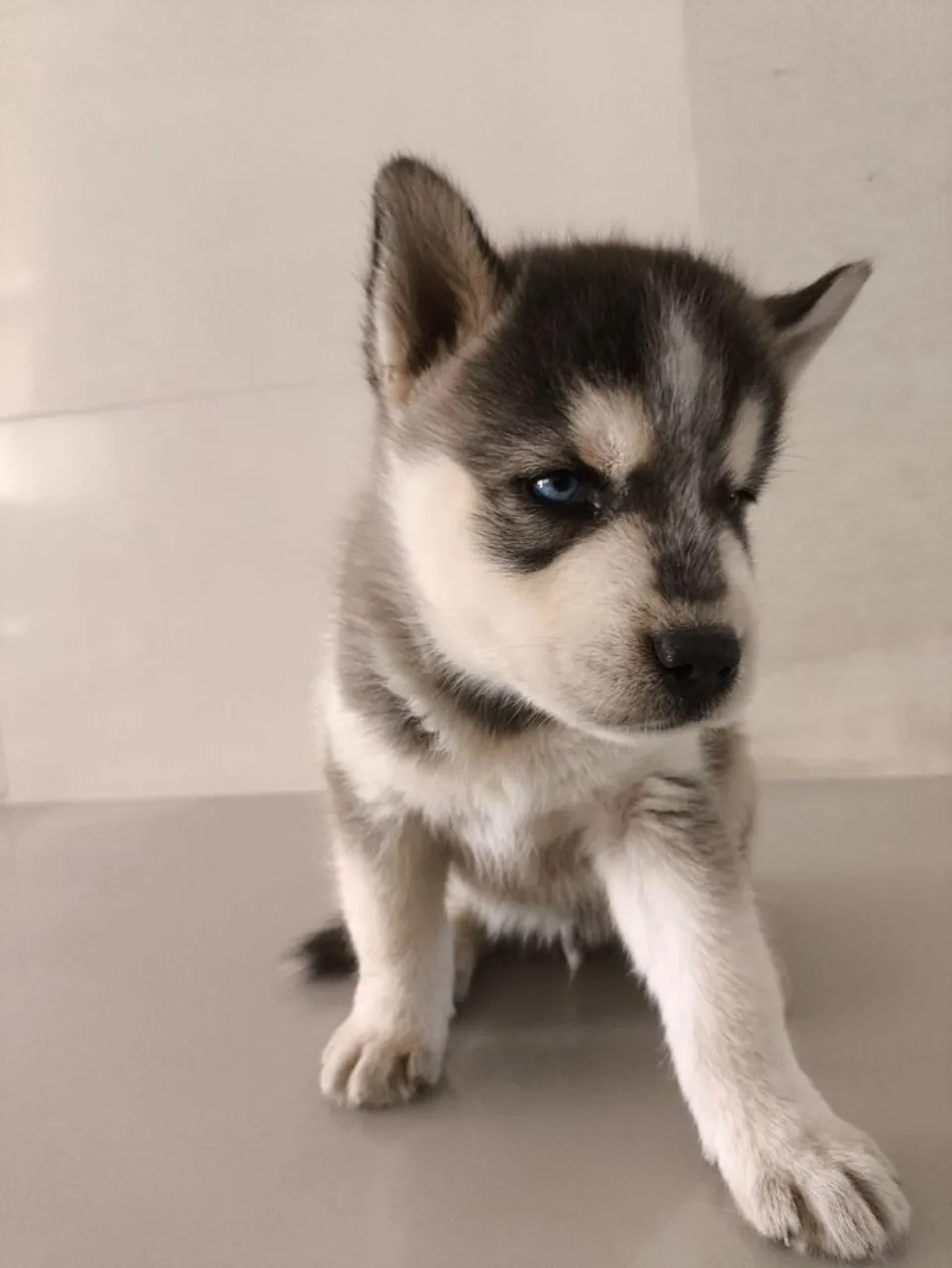 Filhote de Husky Siberiano - Olhos Azuis
