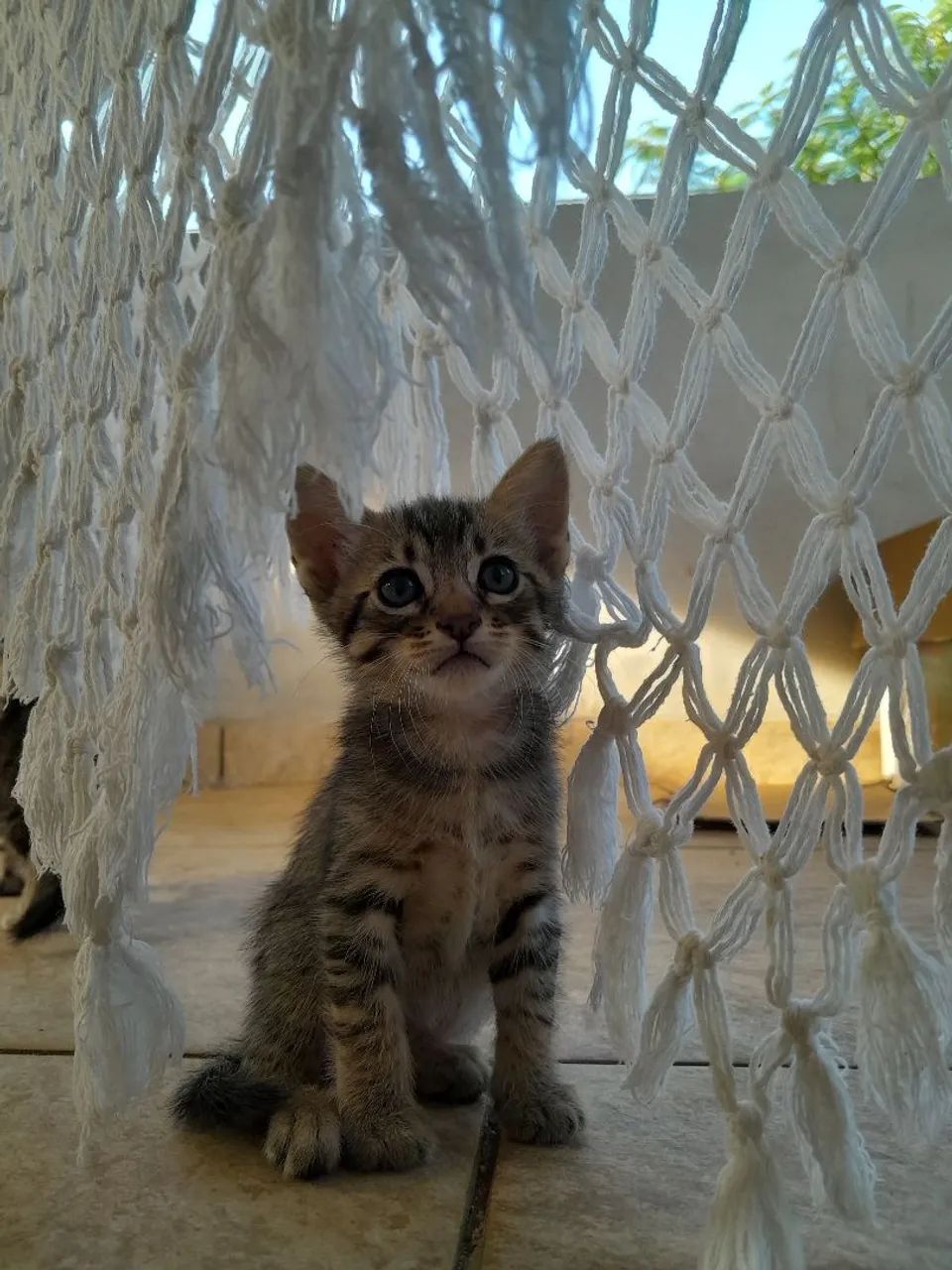 Doação Responsável de Gatos - Foto 3