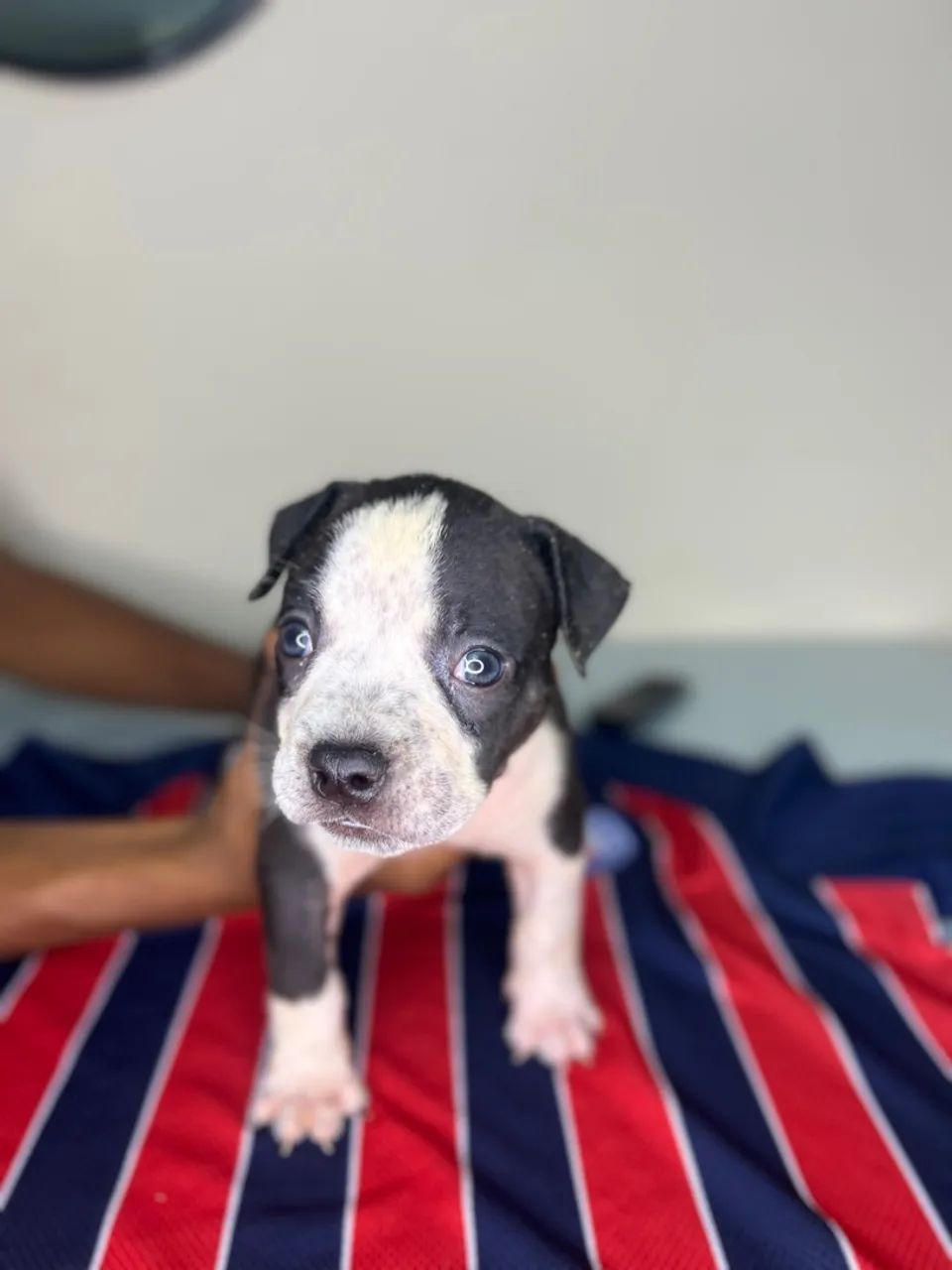 Filhotes American Staffoshire Terrier Pit Monster  - Foto 3
