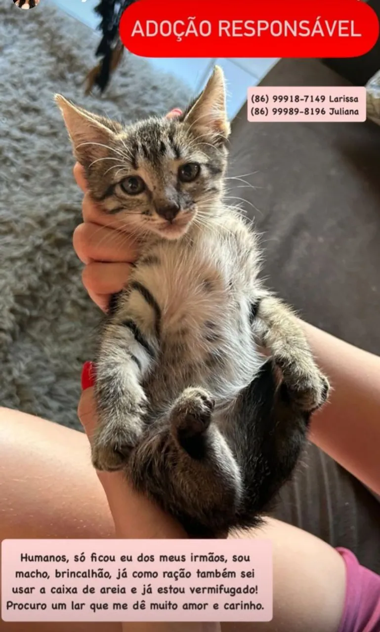 Gatinho para adoção responsável - Adote um amigo!