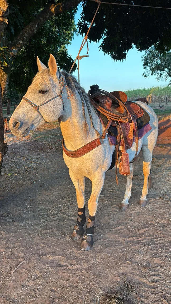 Cavalo QM professor no laço