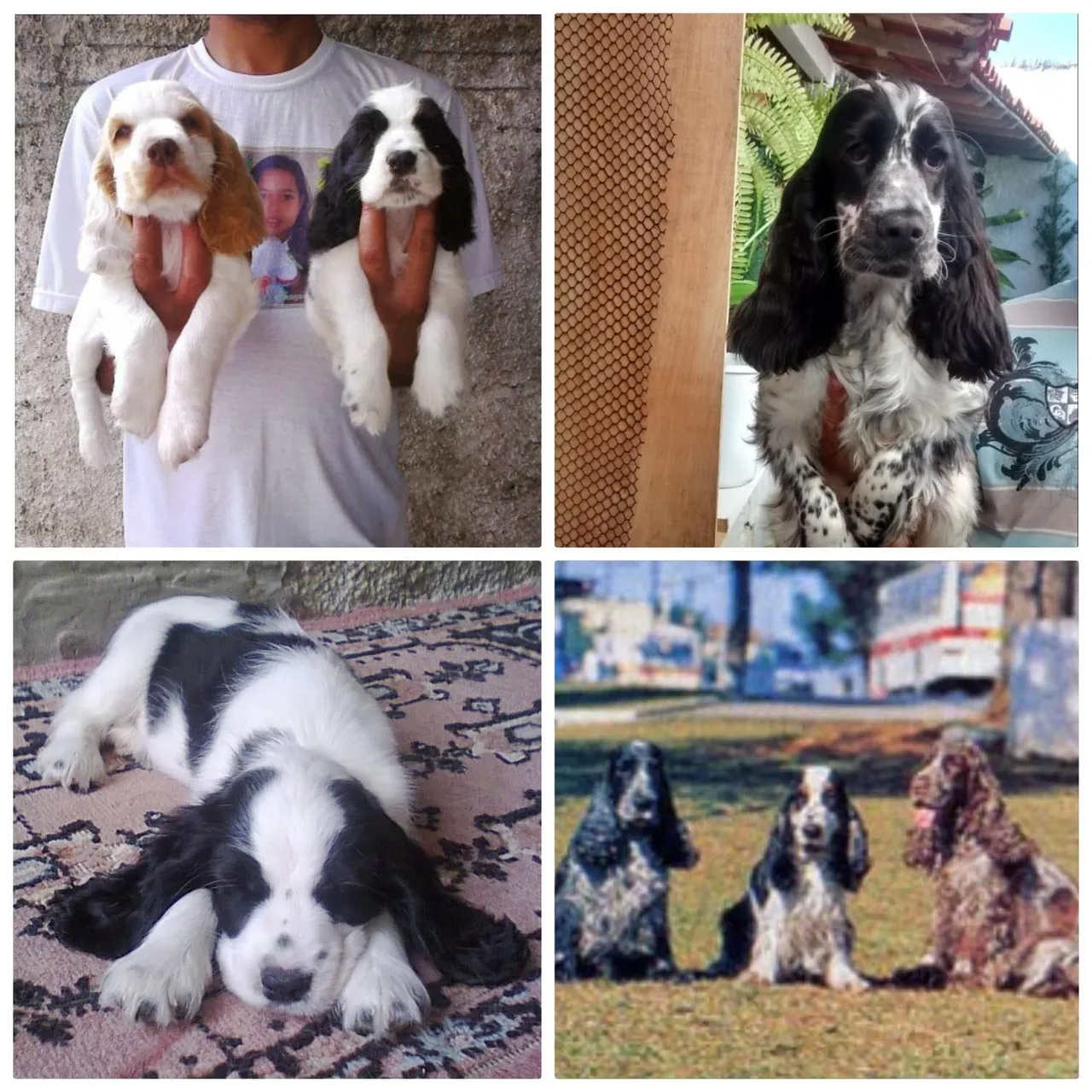 COCKER SPANIEL INGLÊS CANIL