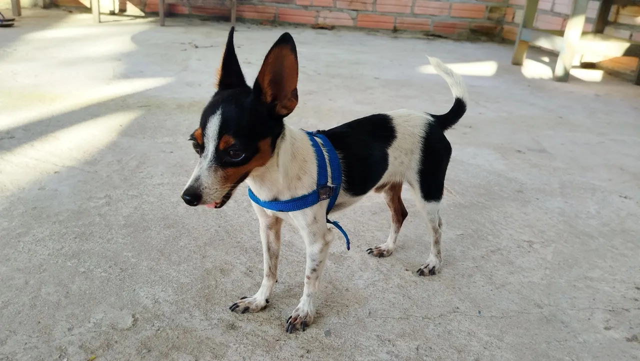Procurando uma namorada pinscher pura