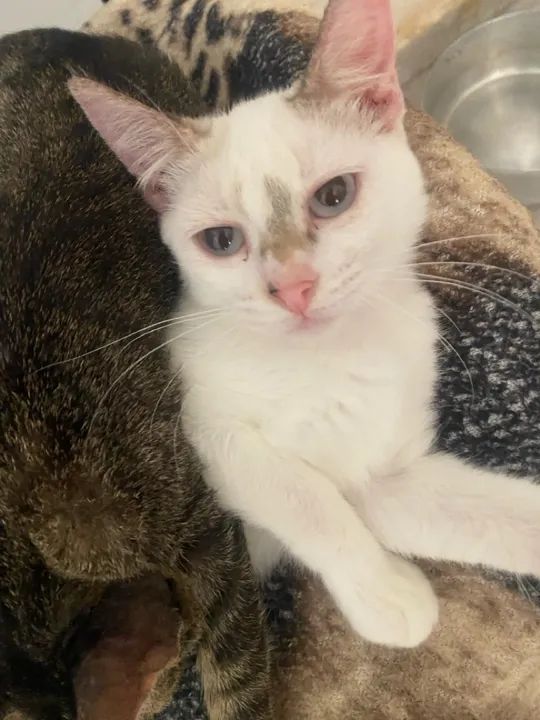 Dois gatinhos fofinhos para adoção - Foto 3