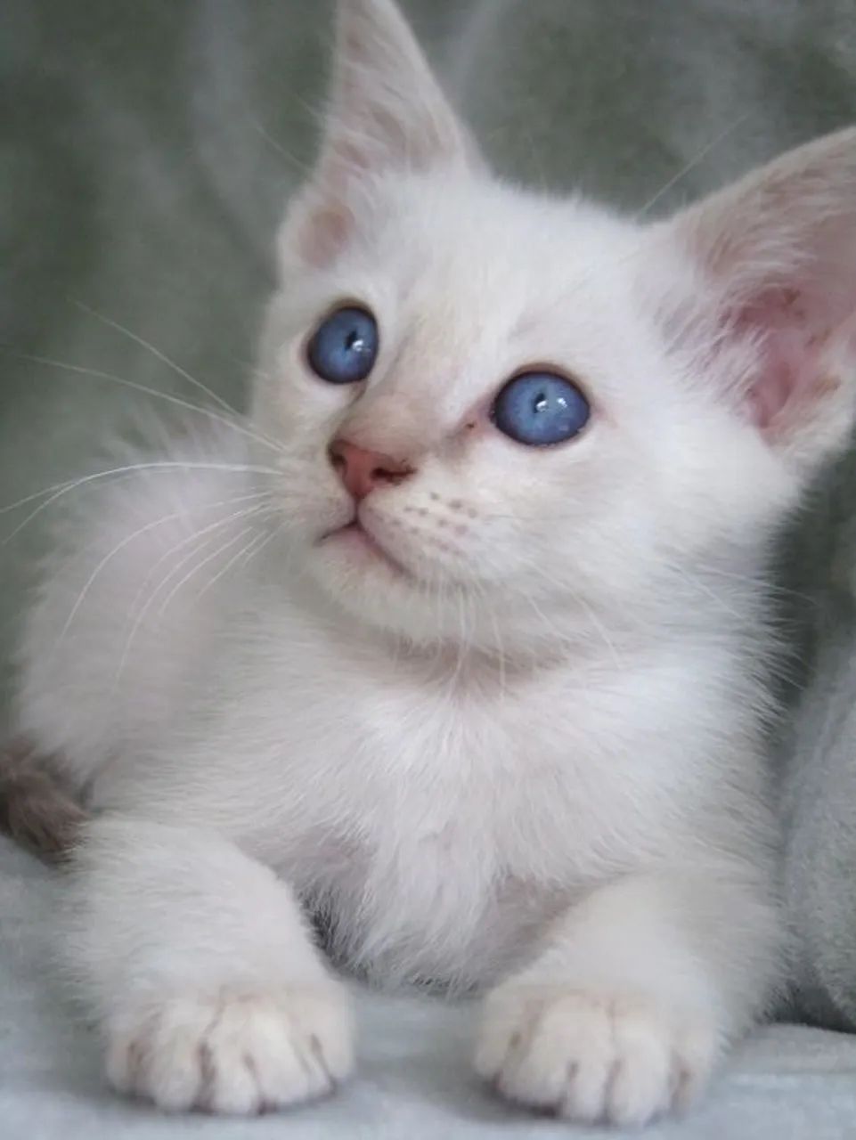 Angorá  Gatinhos disponível 