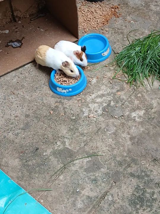 Porquinho da Índia  - Foto 4