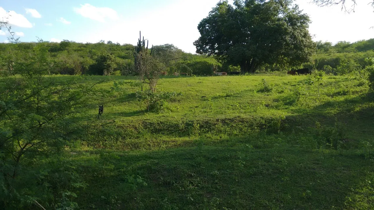 10 Hectares
