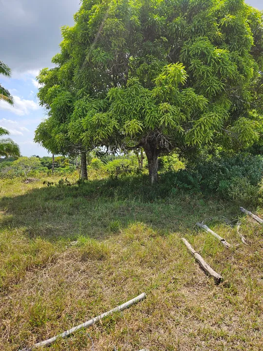 Vendo sítio em Nazaré das farinha