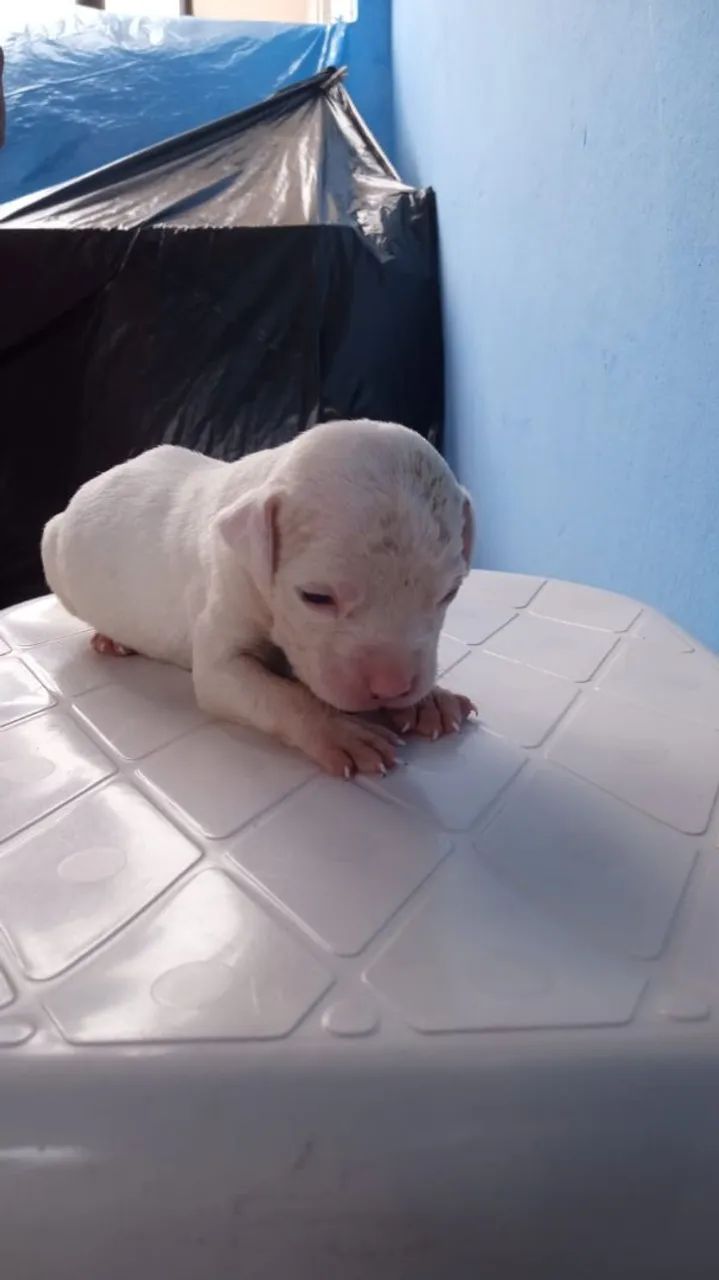 Filhote de Pitbull  - Foto 3