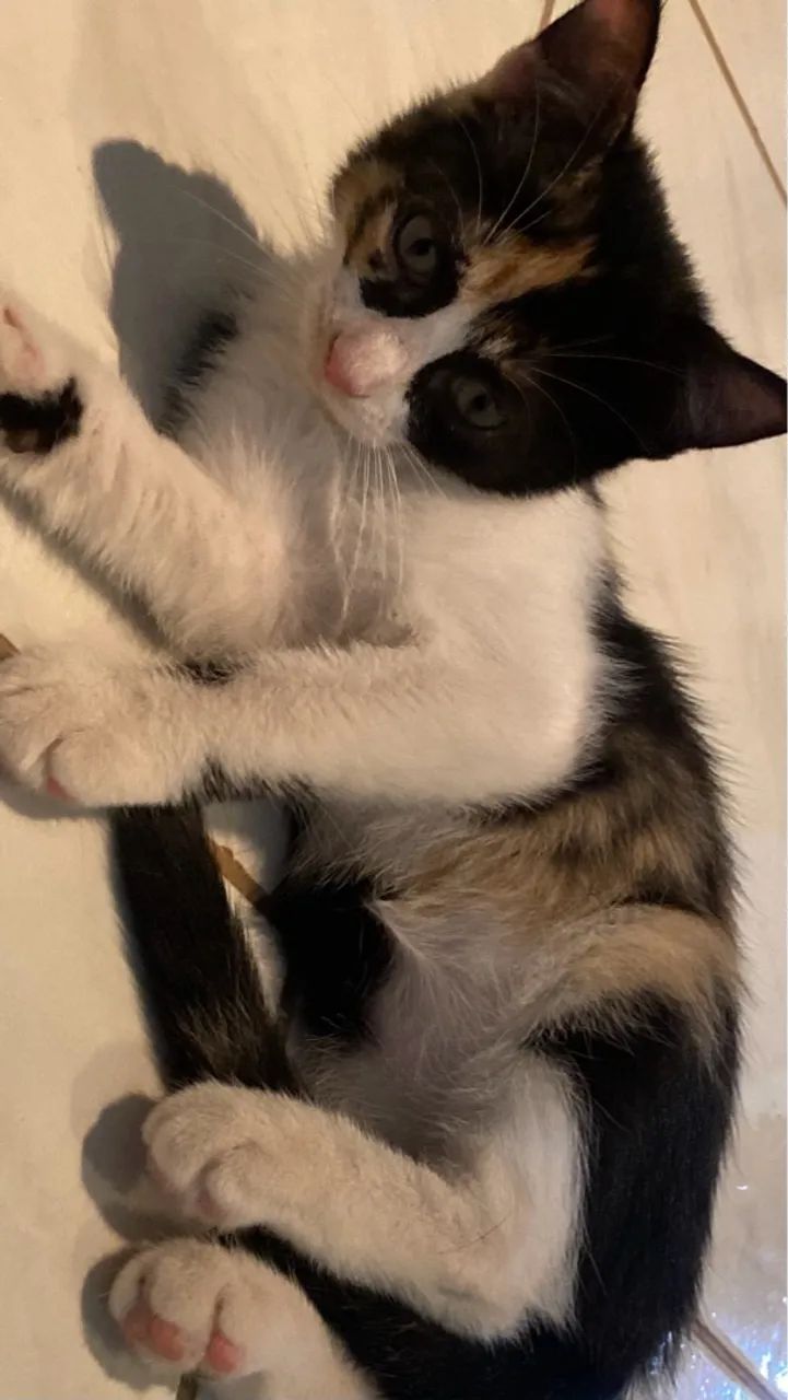 Gatinha Tricolor filhote para Adoção responsável  - Foto 4