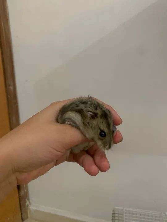 Hamster macho 5 meses - dócil e saudável - Foto 4
