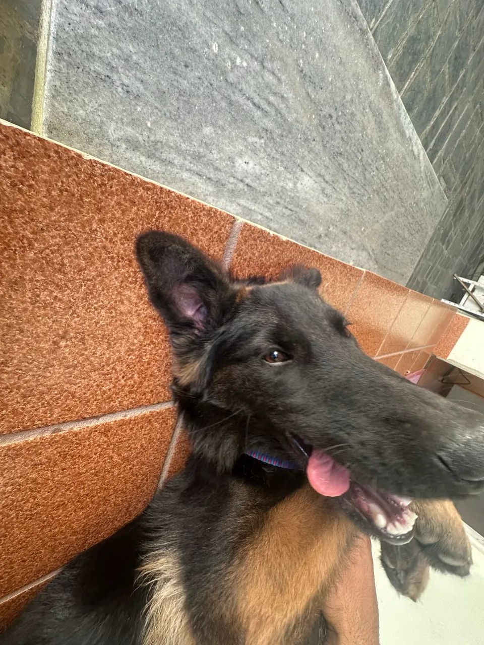 Pastor alemão  - Foto 5
