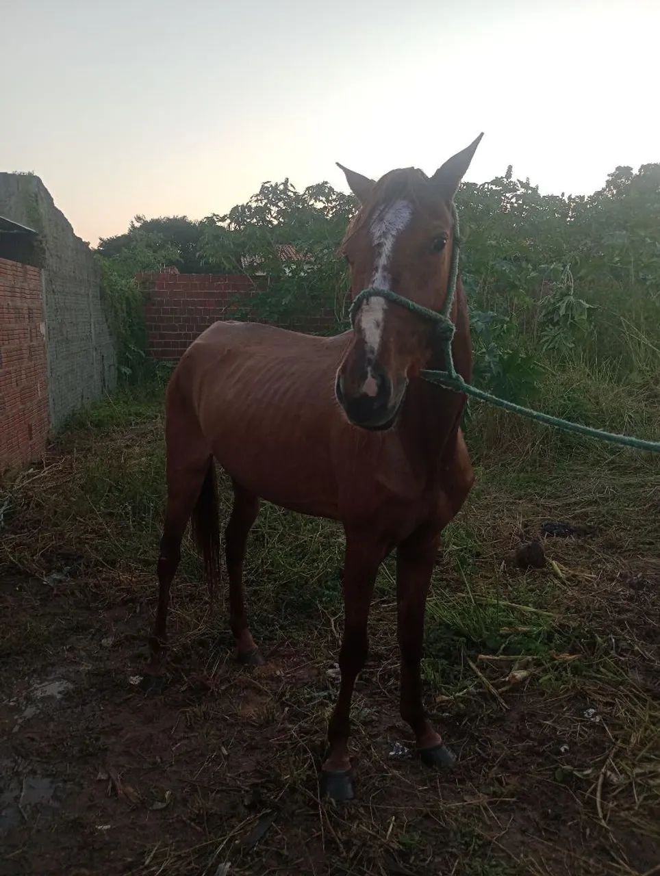 Égua 2.500$ - Foto 3